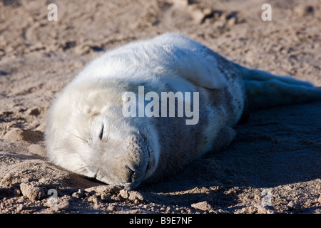 Halichoerus Grypus grau seal Pup Lincolnshire Dezember 2008 Stockfoto