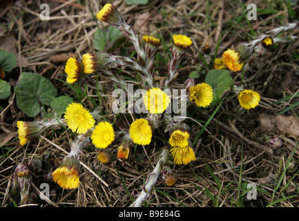 Huflattich, Tussilago Farfara, Asteraceae Stockfoto