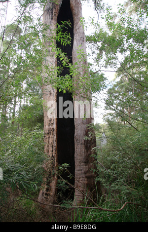 Eine verbrannte hohlen Stamm in einem riesigen Baum Stockfoto