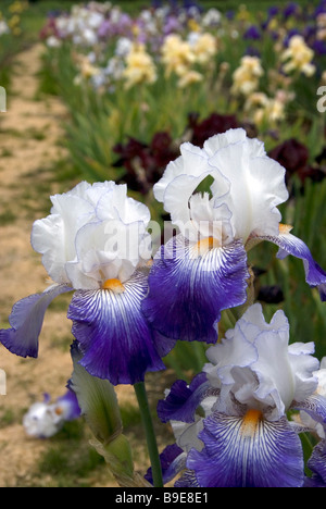 Stock Foto von Iris Blumen in einem Garten Stockfoto