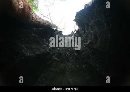 Der Baumriesen im Valley of the Giants Walpole verbrannten hohlen Baumstamm Stockfoto