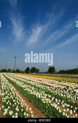 Tulpen in einem Garten, Indira Gandhi Tulpe, Srinagar, Jammu und Kaschmir, Indien Stockfoto