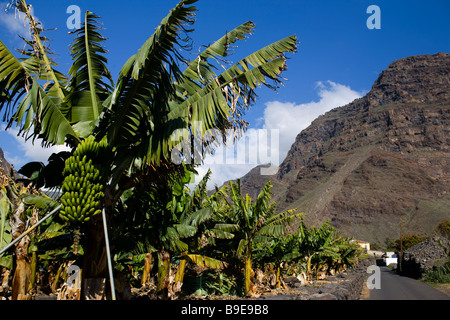 Bananenbaum neben Straße in Valle grau Rey La Gomera Kanarische Inseln Stockfoto