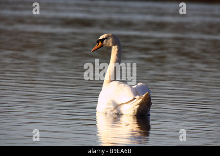 Höckerschwan Cygnus Olor schwimmend auf gefluteten Kiesgrube Stockfoto