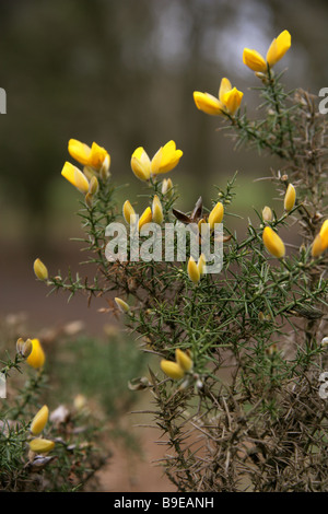 Gemeinsamen Stechginster, Ginster oder Stechginster, Ulex Europaeus, Fabaceae, aka Honig Flaschen oder Hoth Stockfoto