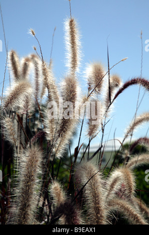 Brunnen Gras (Pennisetum setaceum 'Rubrum' Stockfotografie Alamy