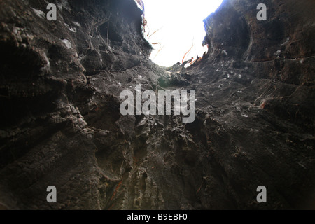 Der Baumriesen im Valley of the Giants Walpole verbrannten hohlen Baumstamm Stockfoto