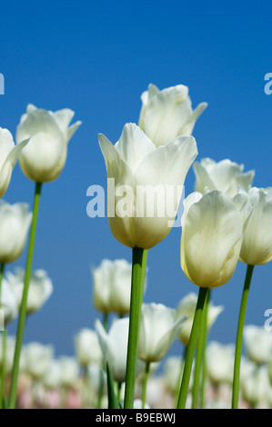 Weiße Tulpen in einem Garten, Indira Gandhi Tulpe, Srinagar, Jammu und Kaschmir, Indien Stockfoto