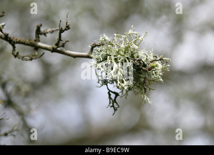 Graue Flechten wachsen auf einem Ast von Prunus Stockfoto