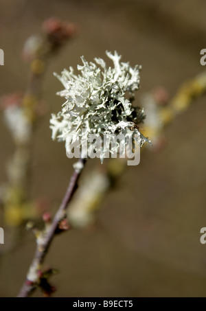 Graue Flechten wachsen auf einem Ast Stockfoto