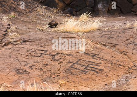 Puako Petroglyphen - Mauna Lani Resort, Kohala Coast, Big Island, Hawaii, USA Stockfoto