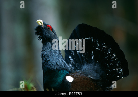 Gauner, männliche Auerhuhn anzeigen Stockfoto