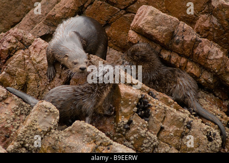 MARINE OTTER Lontra felina Stockfoto