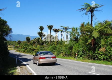 National Highway 6 durch Nikau Palmenwald, Paparoa National Park, West Coast, Südinsel, Neuseeland Stockfoto