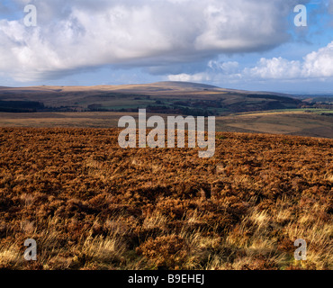 Chagford Common im Dartmoor National Park in der Nähe von Chagford, Devon, England. Stockfoto