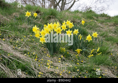 Wilde Narzissen und kleinen Celandines, Ranunculus Ficaria, wachsen auf einem Grassy Bank im März Stockfoto