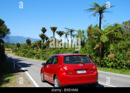 National Highway 6 durch Nikau Palmenwald, Paparoa National Park, West Coast, Südinsel, Neuseeland Stockfoto