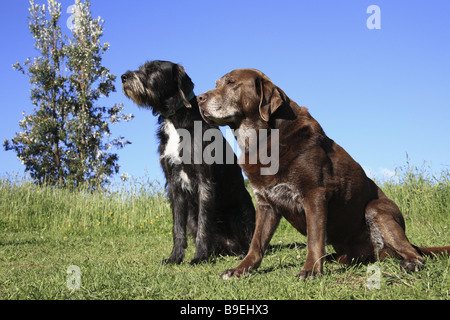 Zwei Hunde sitzen auf dem grünen Rasen Stockfoto