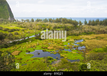 Waipio Valley, Big Island, Hawaii, USA Stockfoto