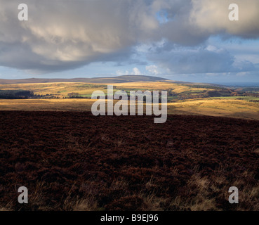 Chagford Common im Dartmoor National Park in der Nähe von Chagford, Devon, England. Stockfoto