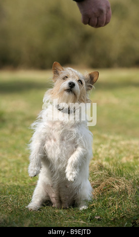 Jack Russell Hunde Betteln auf einem Spaziergang mit ihrem Meister Stockfoto