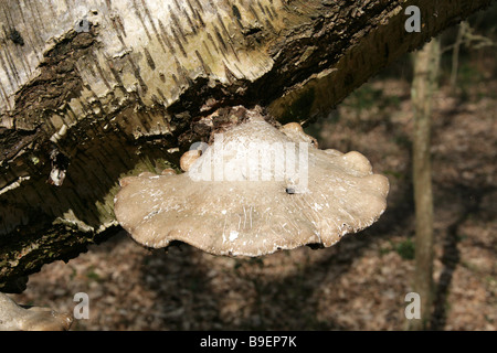 Polypore oder Razorstrop Pilz, Piptoporus Betulinus, Fomitopsidaceae, auf eine tote Birke Birke. Stockfoto