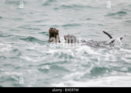 MARINE OTTER Lontra felina Stockfoto