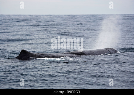 Pottwal (Physeter Macrocephalus) namens Saddleback gesehen, während eine Whale-watching Ausflug mit Whale Watch Kaikoura, Kaikoura Stockfoto