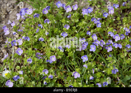 Gemeinsamen Feld-Ehrenpreis, Veronica Persica, Wegerichgewächse (Scrophulariaceae). Stockfoto