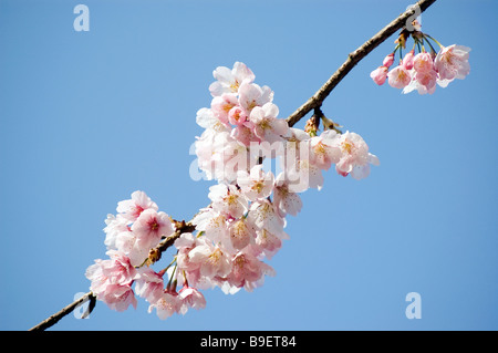 Fröhlichen Blüten in Japan Stockfoto