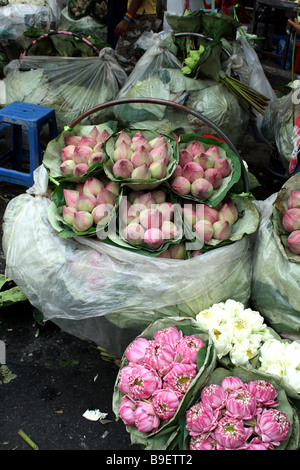 Lotus für Verkauf, Pak Khlong Talat, Blumenmarkt, Bangkok, Thailand Stockfoto