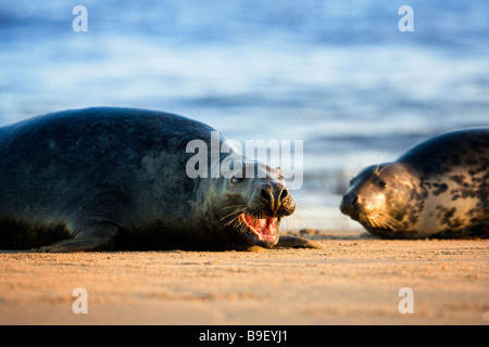 Halichoerus Grypus entfremdet, mit weiblichen Blick auf männliche grau versiegeln. Lincolnshire Dezember 2008 Stockfoto