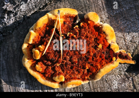 Bunt rot-Orange-Pilze wachsen auf einem Baumstumpf mit einer Nadel aus einer Tanne drauf Stockfoto