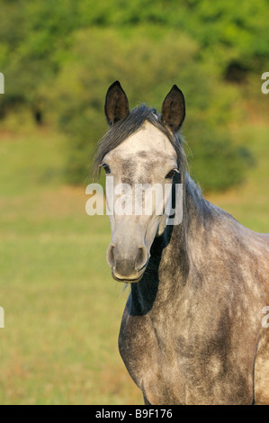 Connemara Pony Stute am Abend Stockfoto