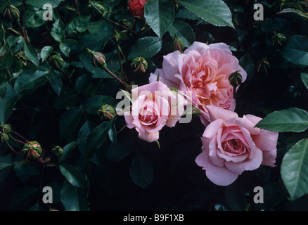 Anne Boleyn, eine englische Rosen von David Austin 1999 in den Garten von David Austin Kindergarten, Albrighton eingeführt Stockfoto