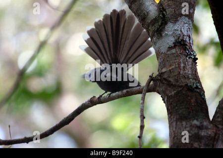 Weiße-throated Pfauentaube Rhipidura Albicollis fotografiert in der Nähe von Kinabalu Park Headquarter Sabah Malaysia Borneo Stockfoto