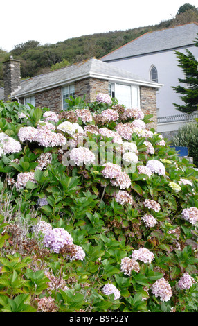 Hortensie Strauch in dem malerischen Dorf Portloe Stockfoto