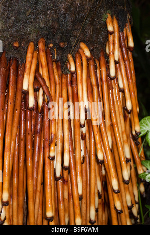 Ungewöhnliche Wurzelsystem am Stamm des Baumes Botoh Regenwald ein Mitglied der Familie Palm im östlichen Sabah Malaysia Borneo Stockfoto