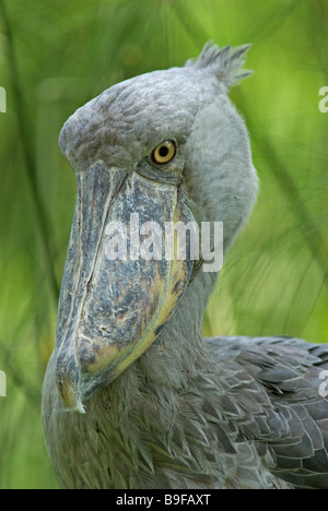 Schuhschnabel (Balaeniceps Rex) Stockfoto