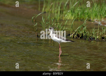 Juvenile schwarz geflügelte Stelzenläufer (Himantopus Himantopus) Stockfoto