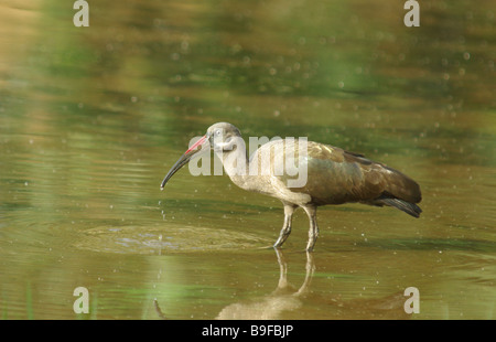 Hadada Ibis (Bostrychia Hagedash) Stockfoto