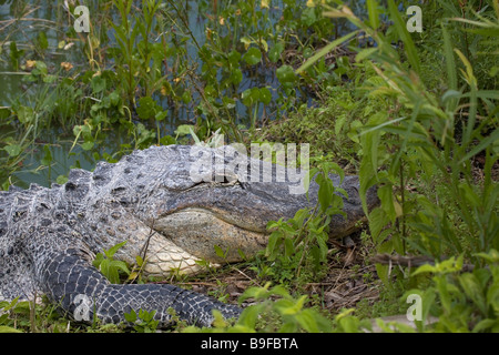 Nahaufnahme des amerikanischen Alligator (Alligator Mississippiensis) im Wald, Everglades-Nationalpark, Florida, USA Stockfoto