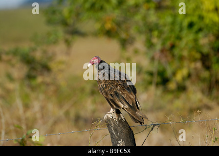 Türkei-Geier (Cathartes Aura) hocken auf Zaun, Venezuela Stockfoto