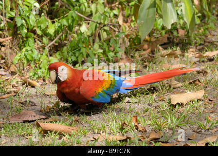 Nahaufnahme des hellroten Aras (Ara Macao) im Feld, Venezuela Stockfoto