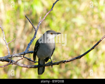 Nahaufnahme der nördliche Spottdrossel (Mimus Polyglottos) hocken auf Ast, Everglades-Nationalpark, Florida, USA Stockfoto