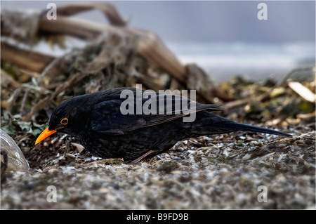 Nahaufnahme der Amsel (Turdus Merula) Nahrungssuche am Strand Stockfoto