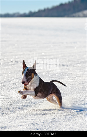 Bull Terrier laufen im Schnee Stockfoto