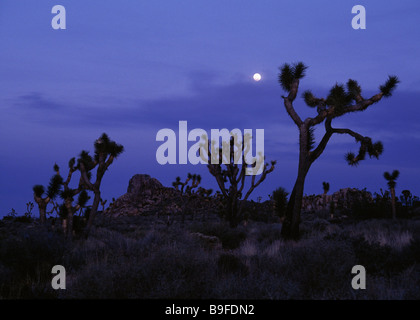 Silhouette von Joshua Bäume (Yucca Brevifolia) in der Wüste, Joshua Tree Nationalpark, Kalifornien, USA Stockfoto