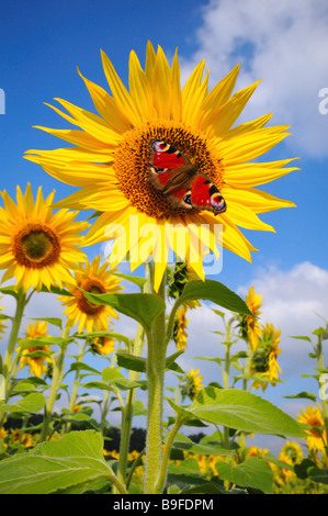 Tagpfauenauge bestäuben Sonnenblume (Helianthus Annus) Stockfoto