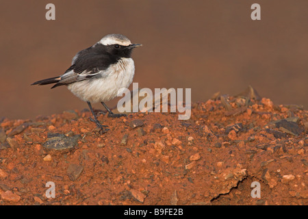 Nahaufnahme von roten Psephotus Steinschmätzer (Oenanthe Moesta) auf Felsen Stockfoto